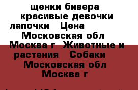 щенки бивера  красивые девочки лапочки › Цена ­ 10 000 - Московская обл., Москва г. Животные и растения » Собаки   . Московская обл.,Москва г.